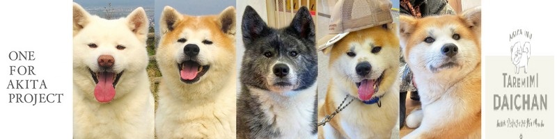 �H�c���ɉ���I�u�n�`�ӂ�SHIBUYA meets AKITA�v�Ńl�I���T�C�g